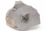 1" Unidentified Lichid Trilobite From Jorf - Belenopyge Like - #198999-2